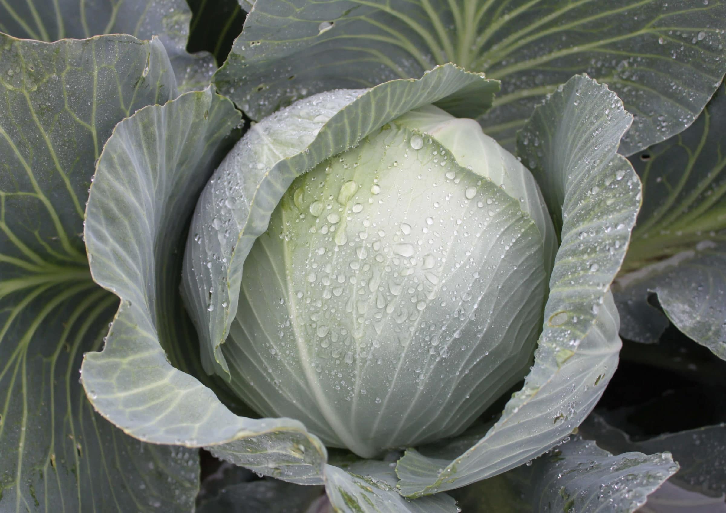 Sircon Cabbage (Treated Seed)