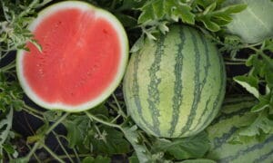 Skyline Watermelon (Treated Seed)