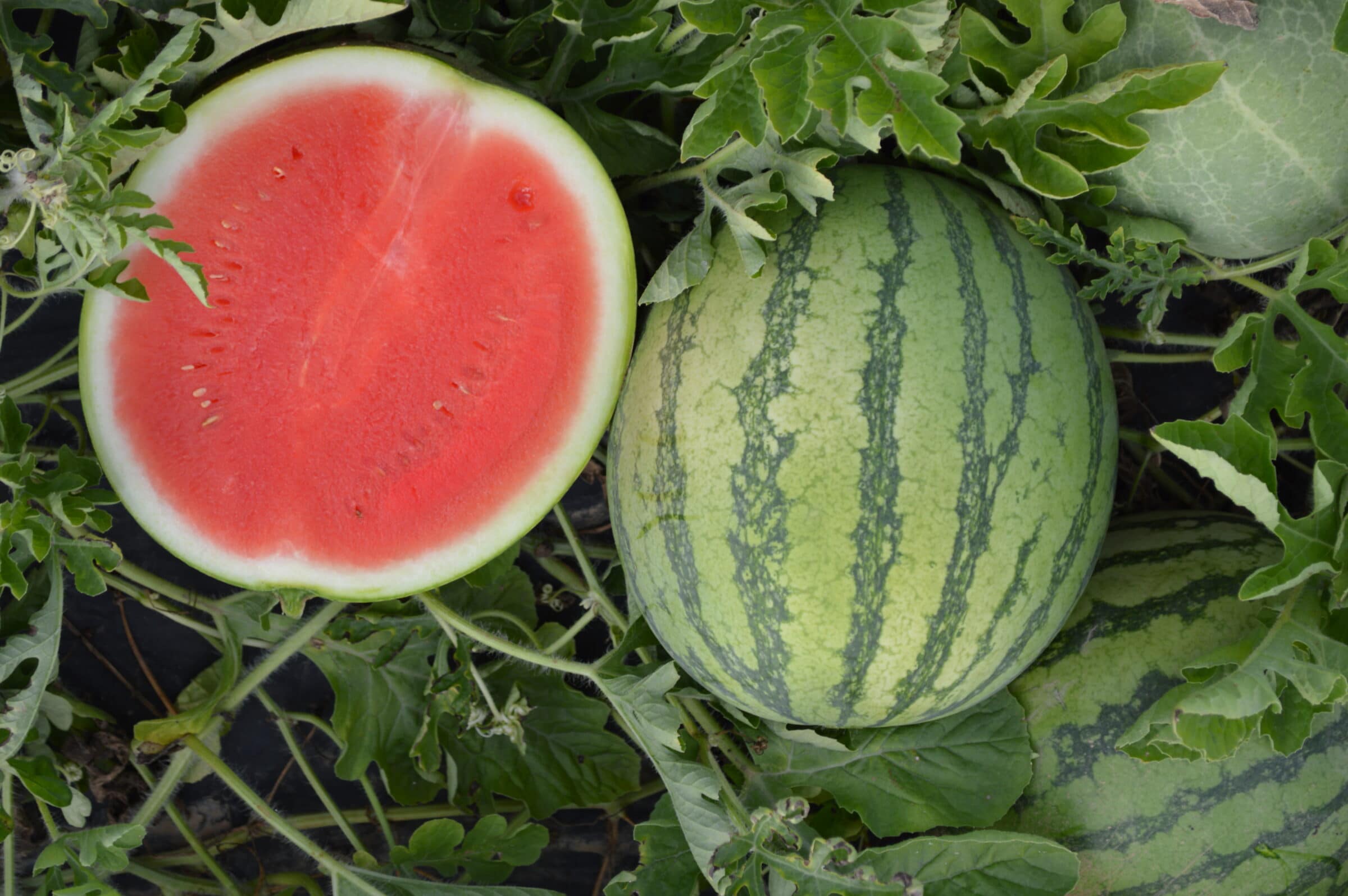 Skyline Watermelon (Treated Seed)