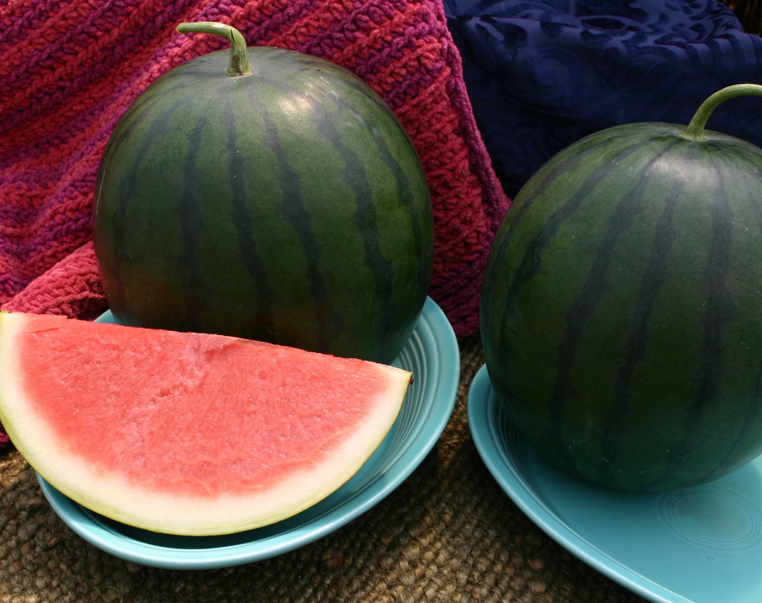 Sorbet Watermelon (Treated Seed) - Image 2