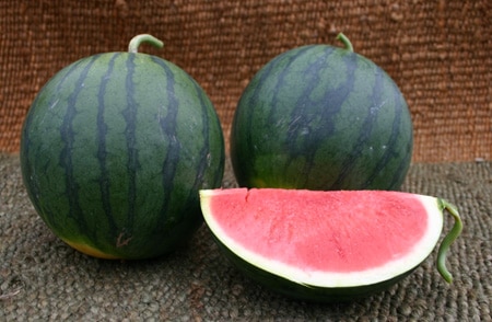 Sorbet Watermelon (Treated Seed) - Image 3
