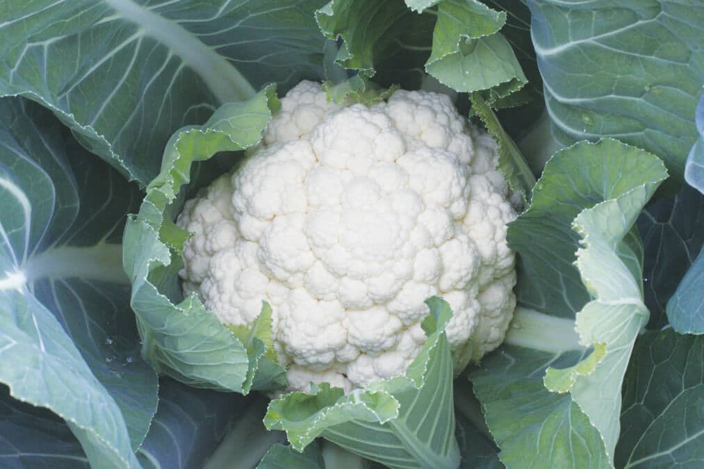 Steady Cauliflower (Treated Seed)