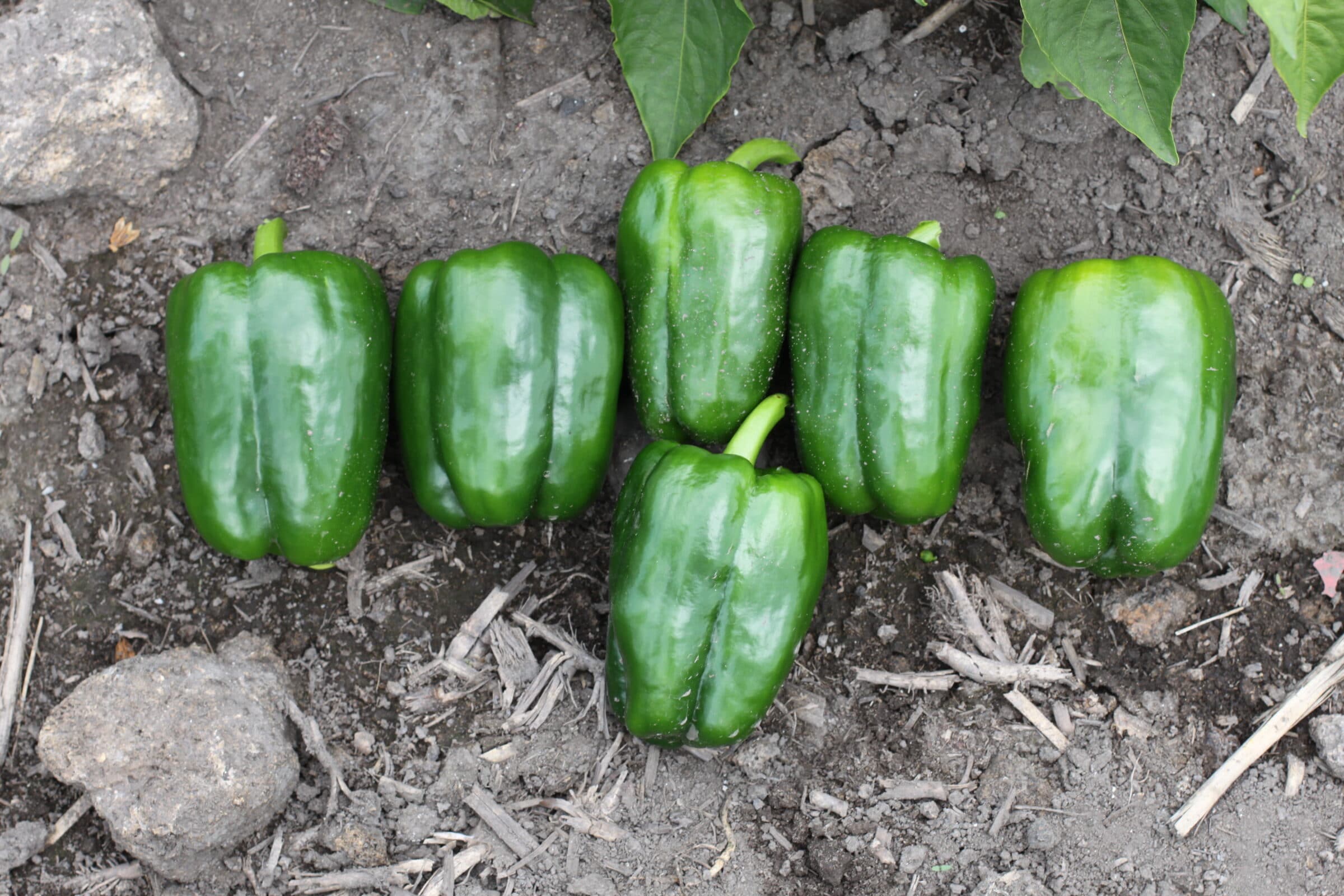 SV 3964PB Bell Pepper (Treated Seed)