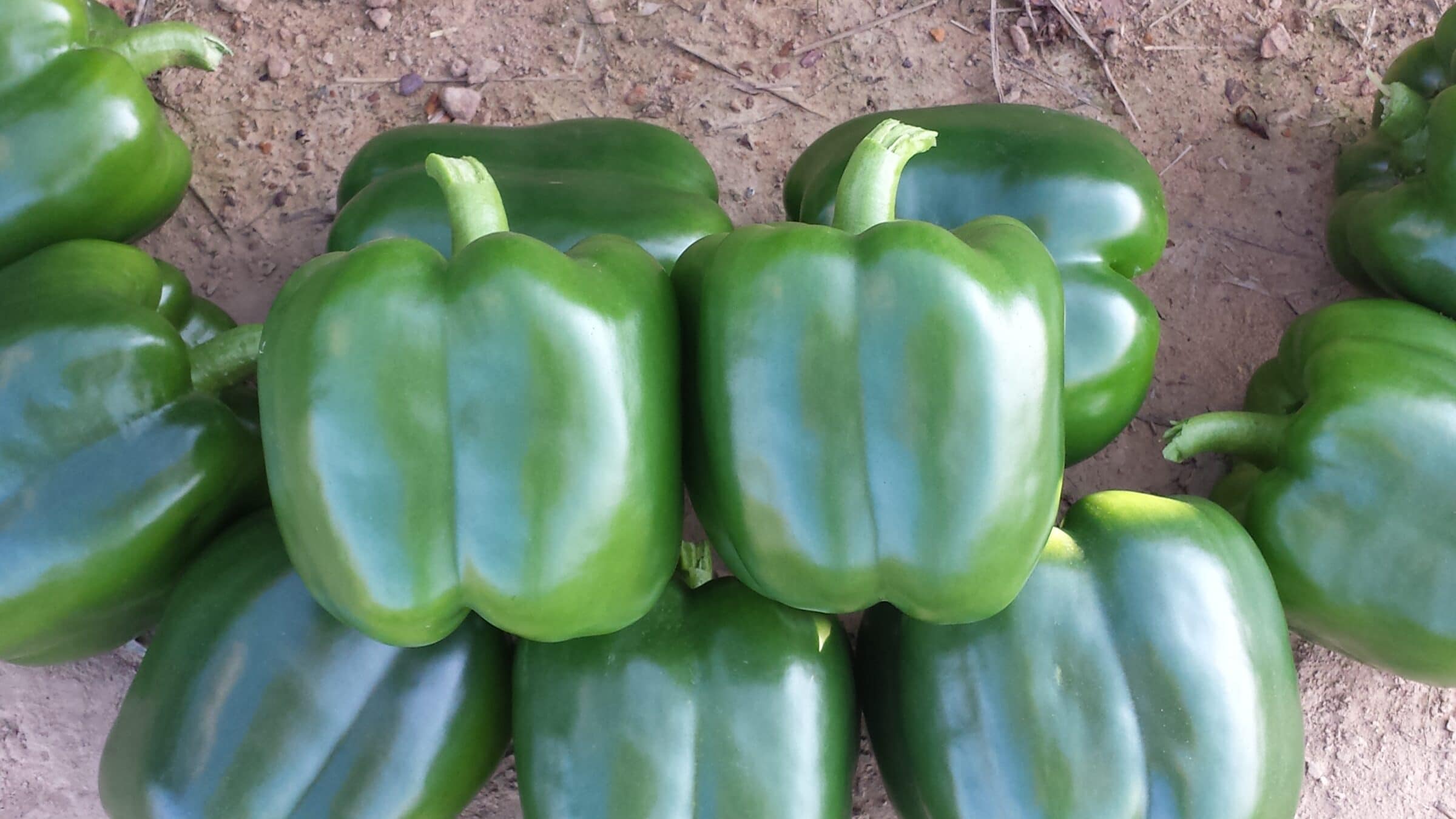 SDY 48 Bell Pepper (Treated Seed) - Image 2