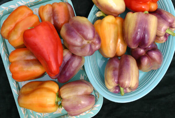 Tequila Bell Pepper (Not Treated)