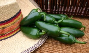 Tormenta Jalapeno Pepper (Treated Seed)