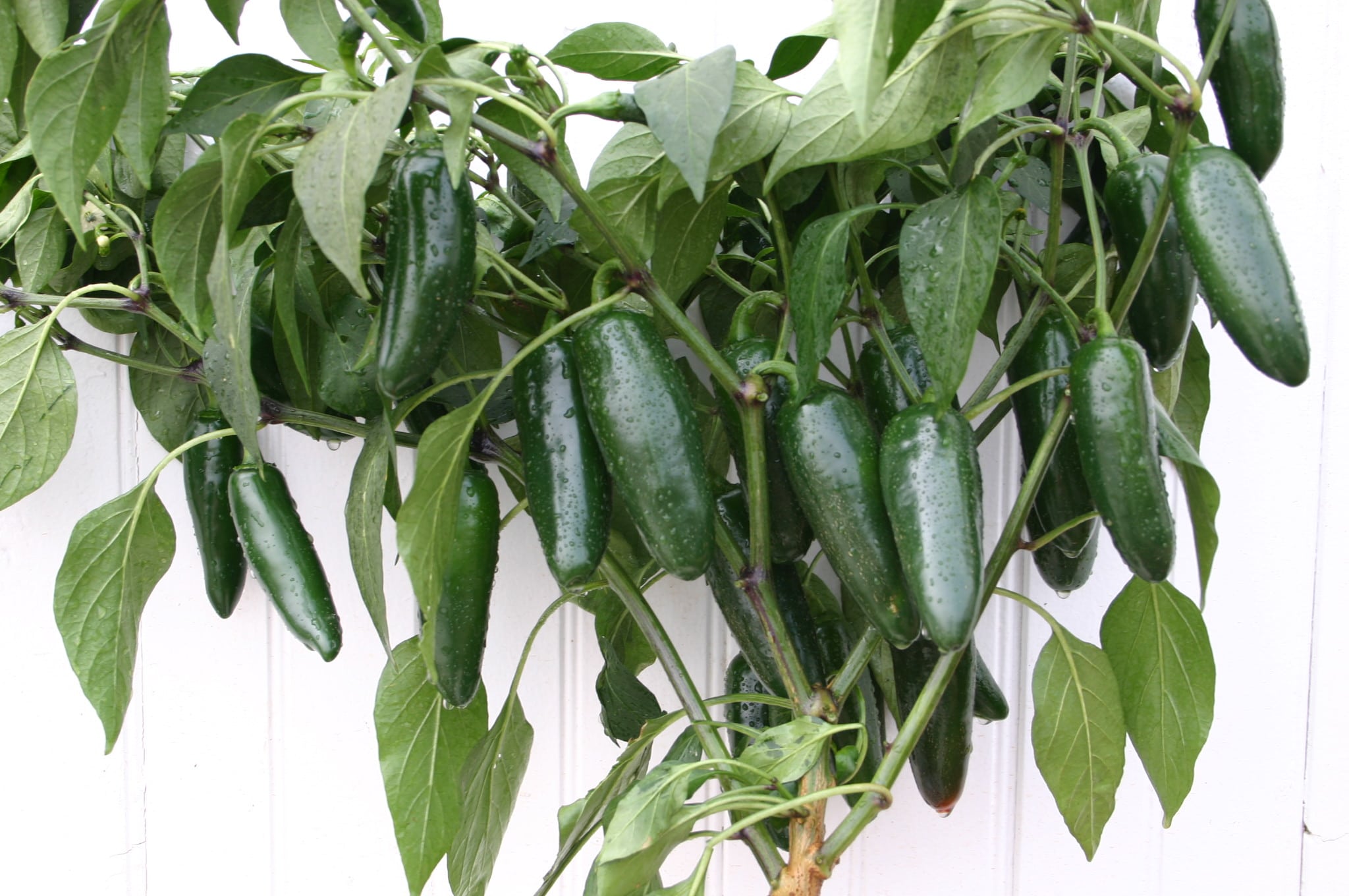 Tormenta Jalapeno Pepper (Treated Seed) - Image 2