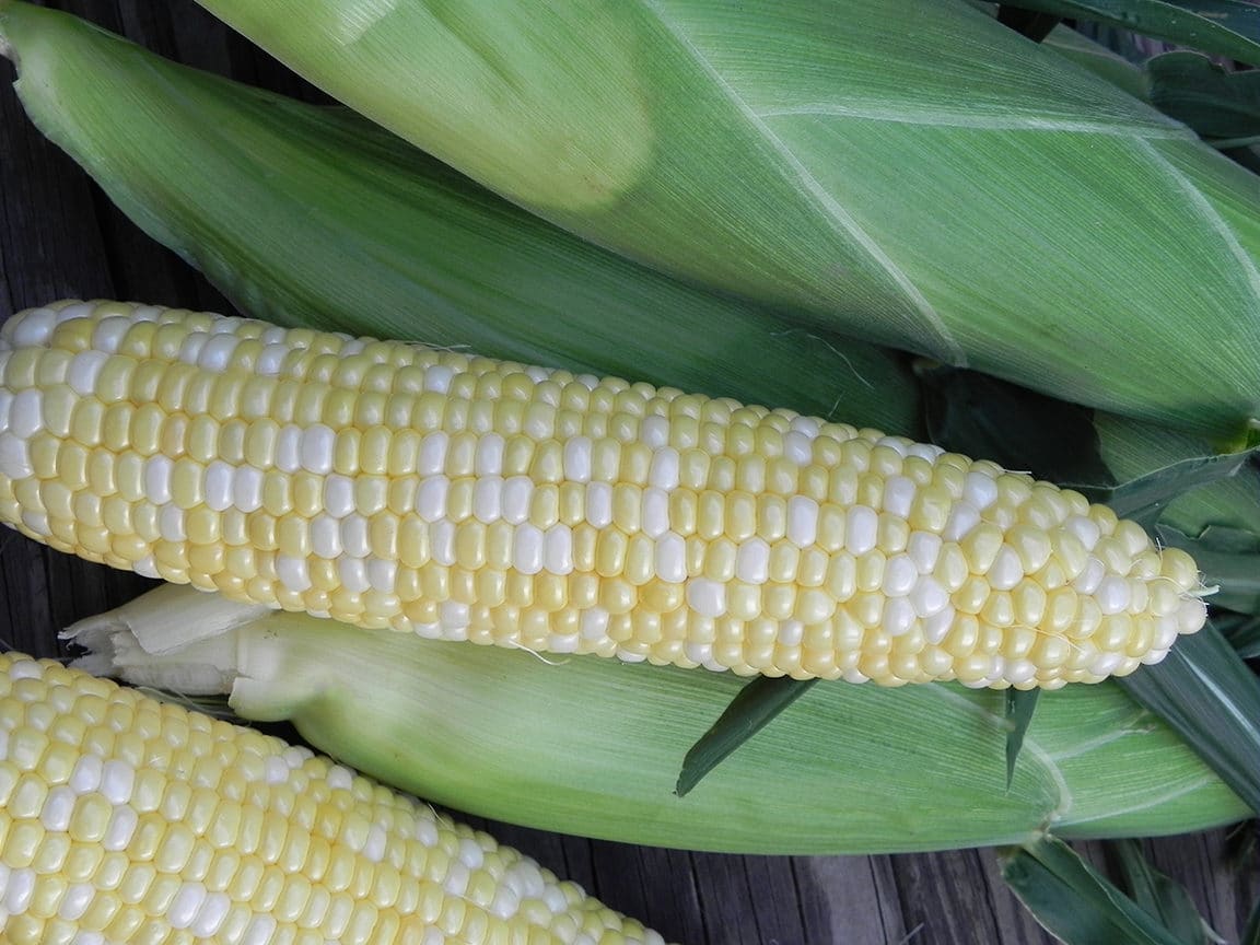 Utopia Sweet Corn (Cruiser Treated)
