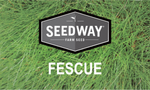 Dominate Tall Fescue