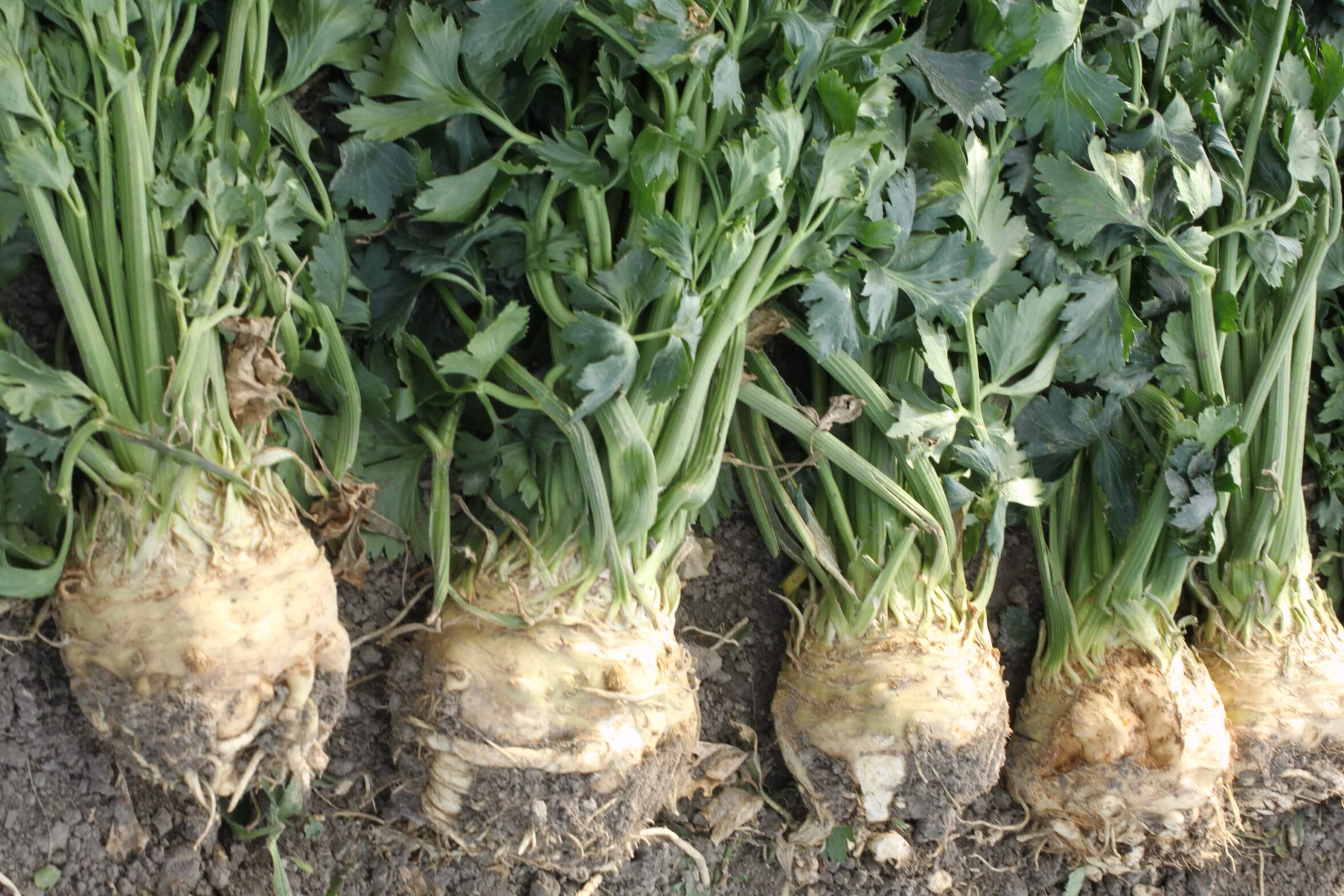 Brilliant Celeriac (Pelleted Seed)