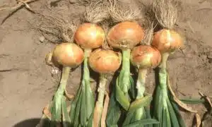 Alison Onion (Treated Seed)