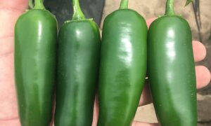 Baluarte Jalapeno Pepper (Treated Seed)