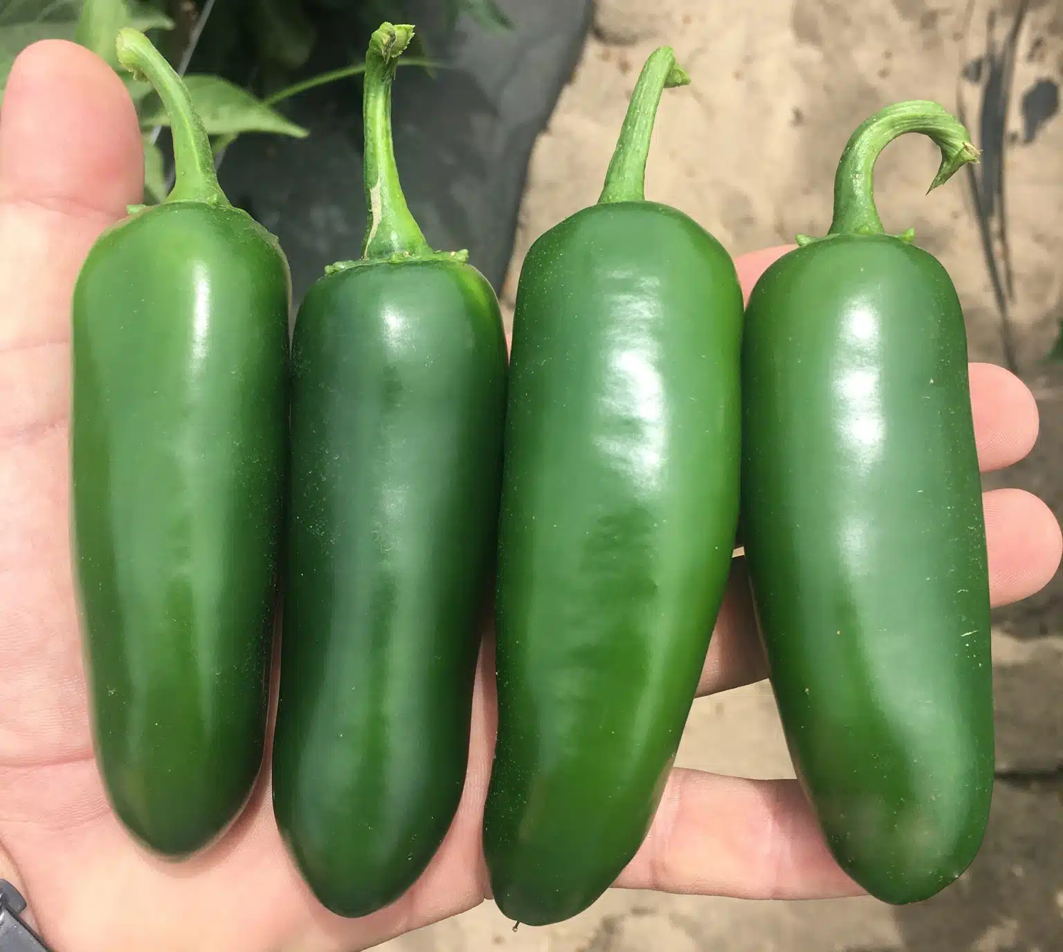Baluarte Jalapeno Pepper (Treated Seed)