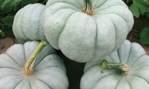 Blue Doll Pumpkin (Farmore)