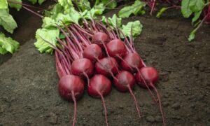 Bohan Beet (Not Treated)