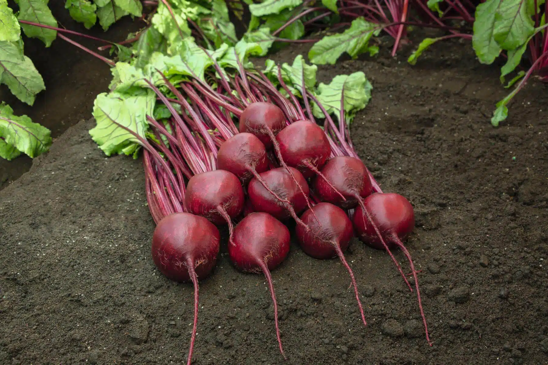 Bohan Beet (Treated Seed)