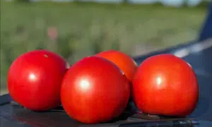 Camaro Tomato (Pelleted)