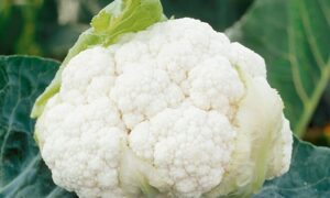 Clarify Cauliflower (Not Treated)