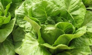DOV Lettuce (Organic Seed with Organic Prime & Pelleted)