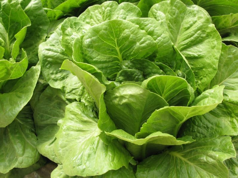 DOV Lettuce (Organic)