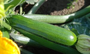 Dunja Zucchini (Organic)