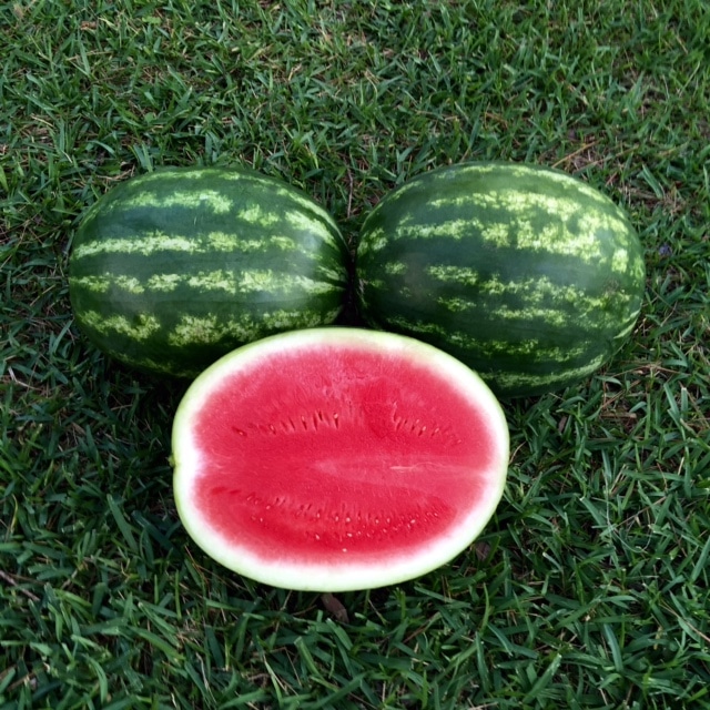 Embasy Watermelon (Primed) - Image 2