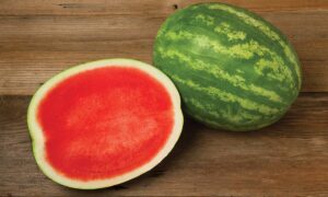 Excursion Watermelon (Primed/Farmore)