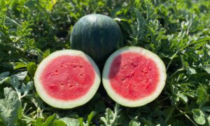 Extazy Watermelon (Not Treated)