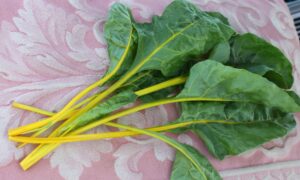 Orange Fantasia Swiss Chard (Treated Seed)