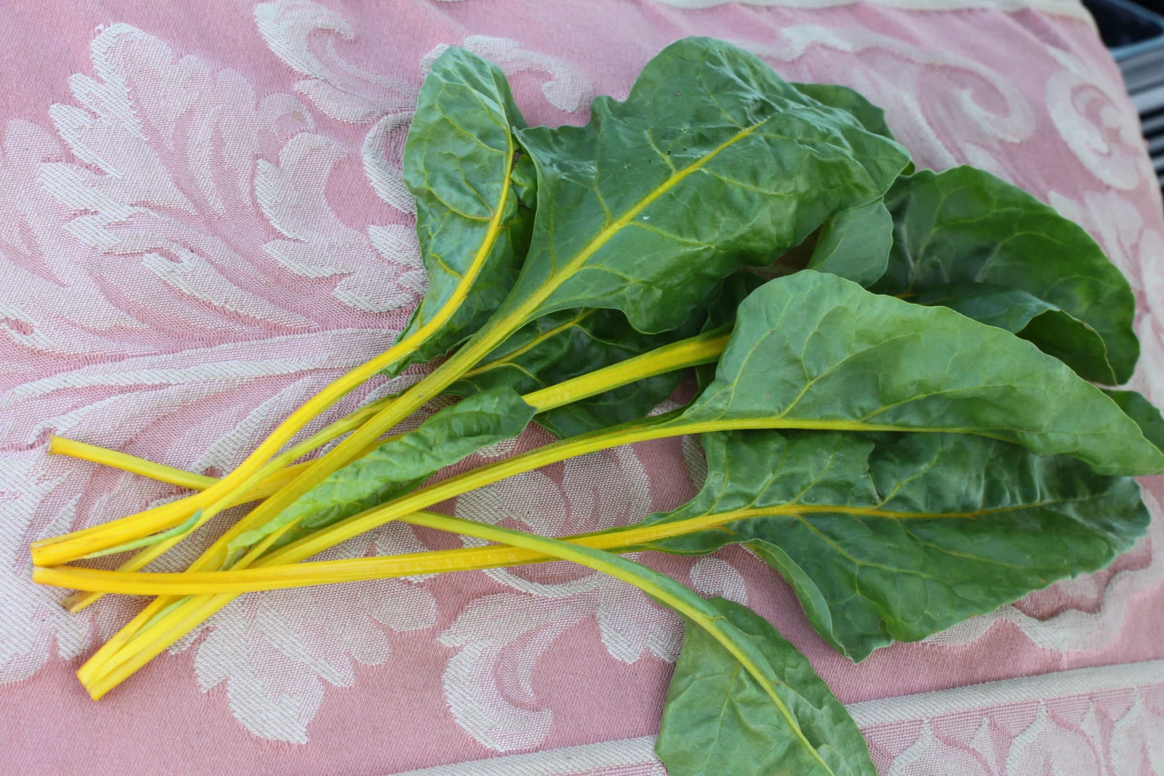 Orange Fantasia Swiss Chard (Treated Seed)