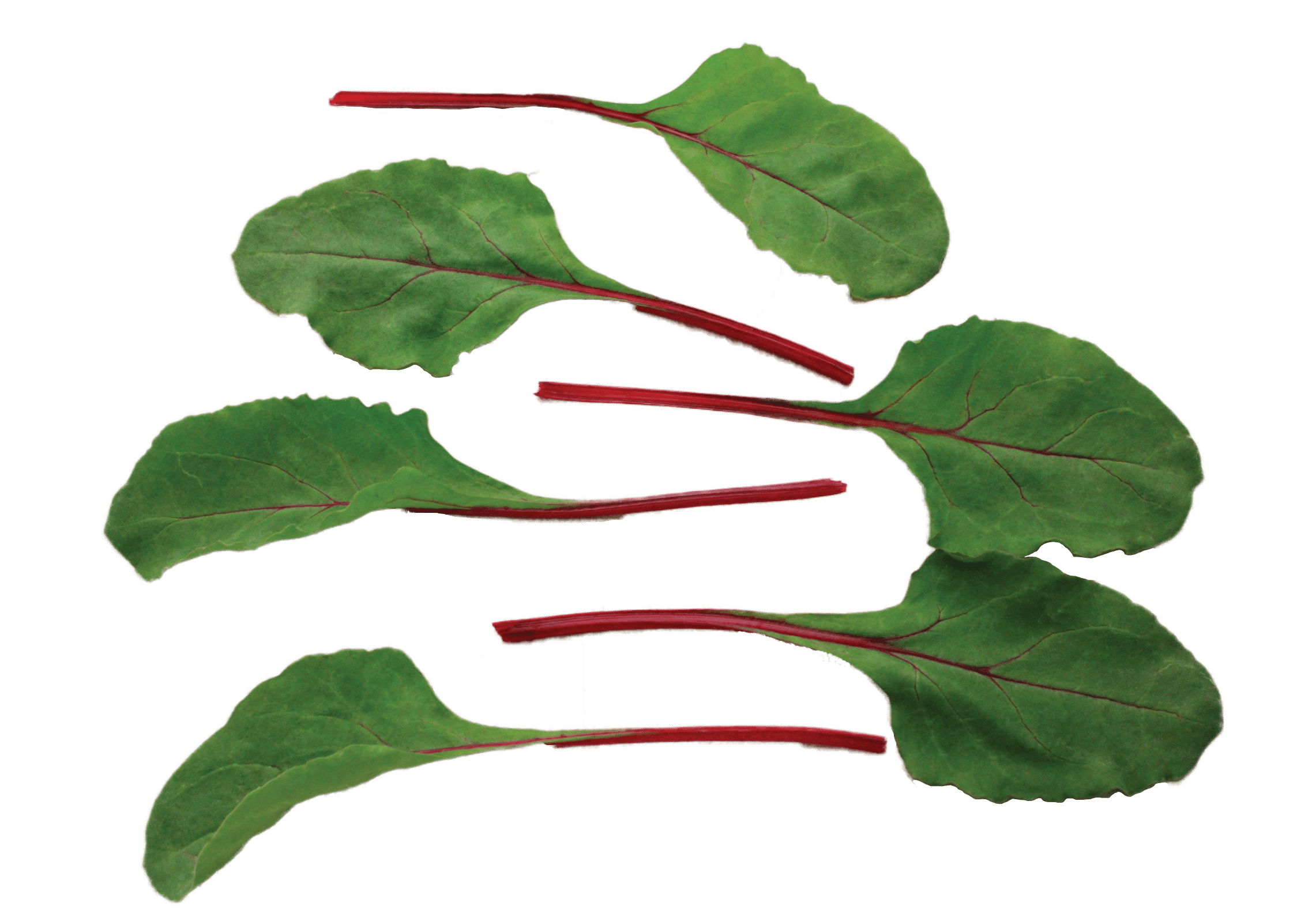 Fire Fresh Swiss Chard (Treated Seed) - Image 2
