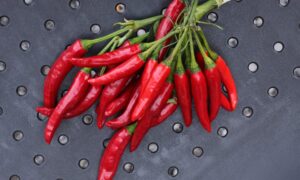 High Fly 2 Hot Pepper (Thai Chili) (Treated Seed)