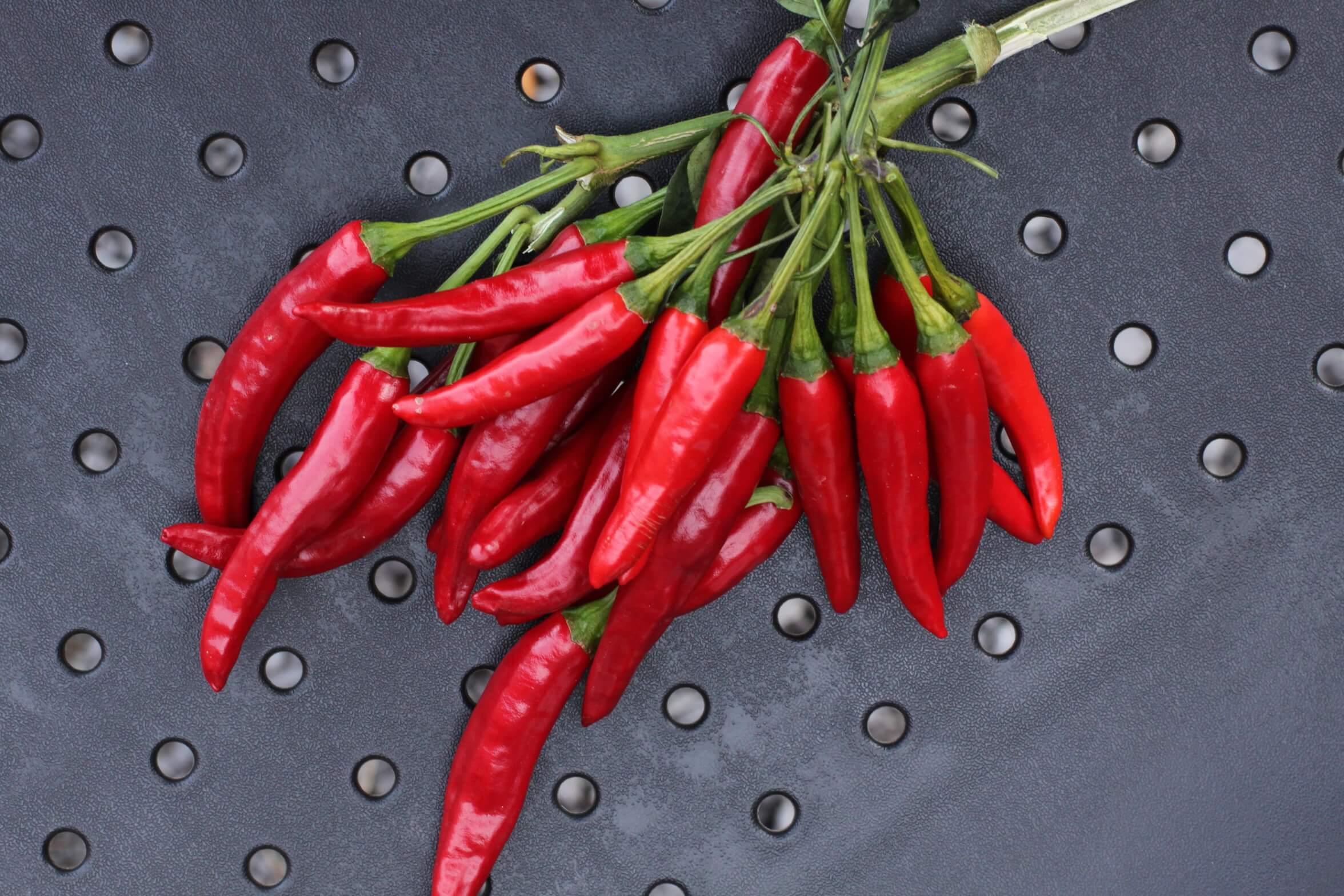 High Fly 2 Hot Pepper (Thai Chili) (Treated Seed)