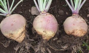 Helenor Rutabaga (Not Treated)
