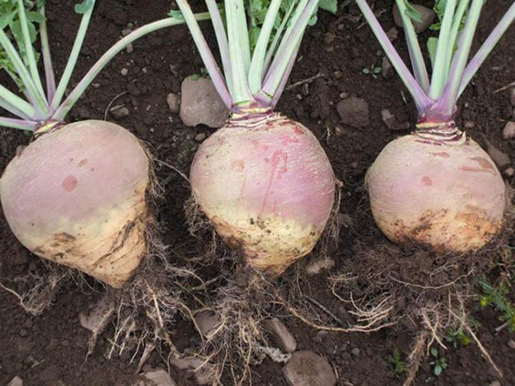 Helenor Rutabaga (Not Treated)
