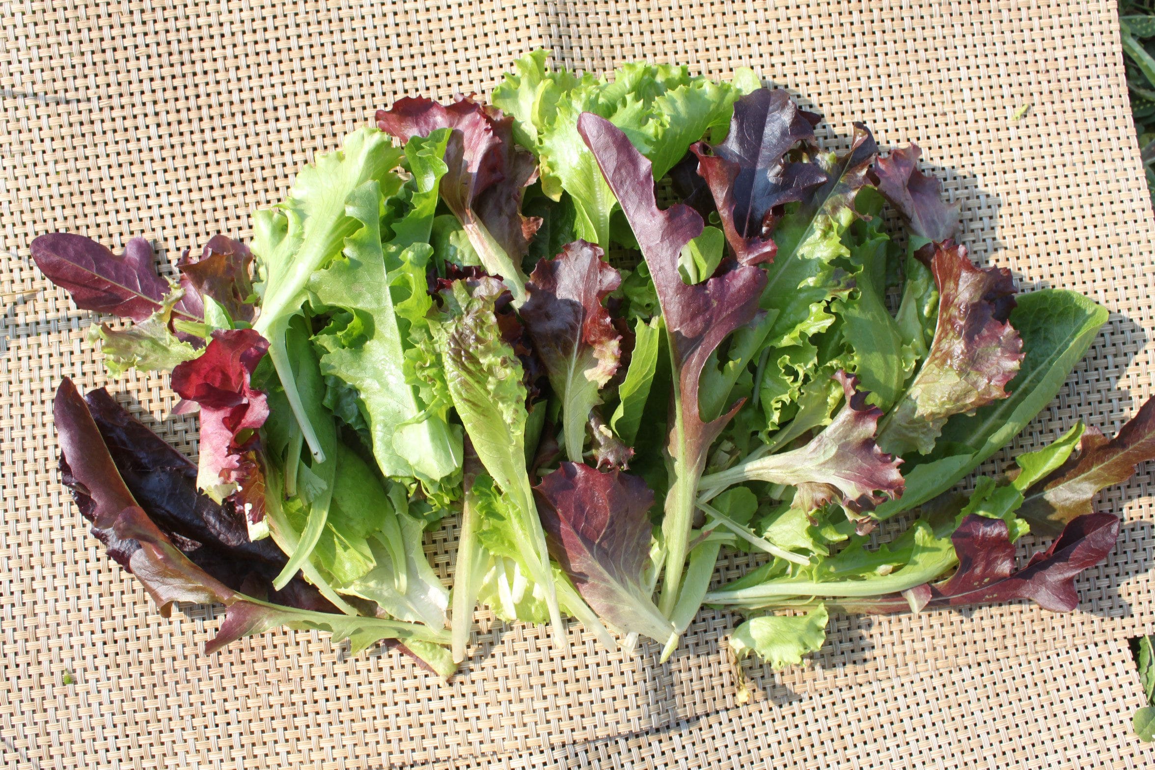 High Test Lettuce Blend (Not Treated)