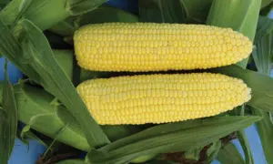 Vision MXR Sweet Corn (Cruiser Treated)