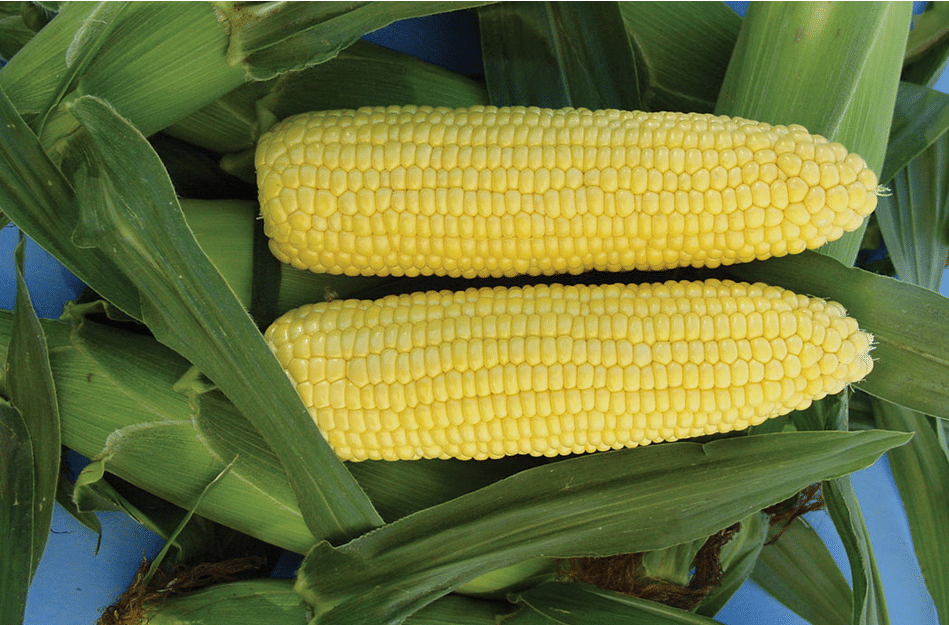 Vision MXR Sweet Corn (Cruiser Treated)