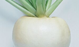 Just Right Turnip (Treated Seed)