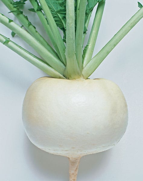 Just Right Turnip (Treated Seed)