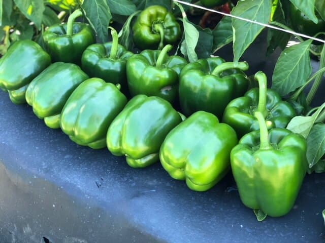 Labelle Bell Pepper (Not Treated)