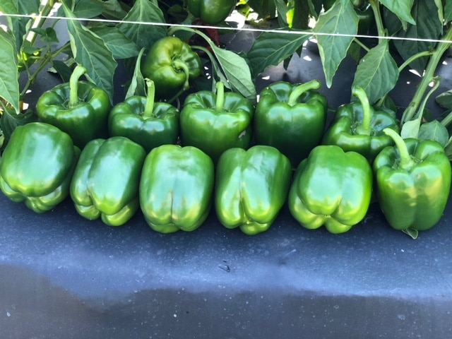 Labelle Bell Pepper (Treated Seed) - Image 3