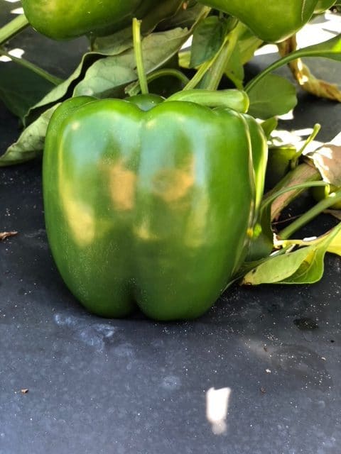 Labelle Bell Pepper (Treated Seed) - Image 2