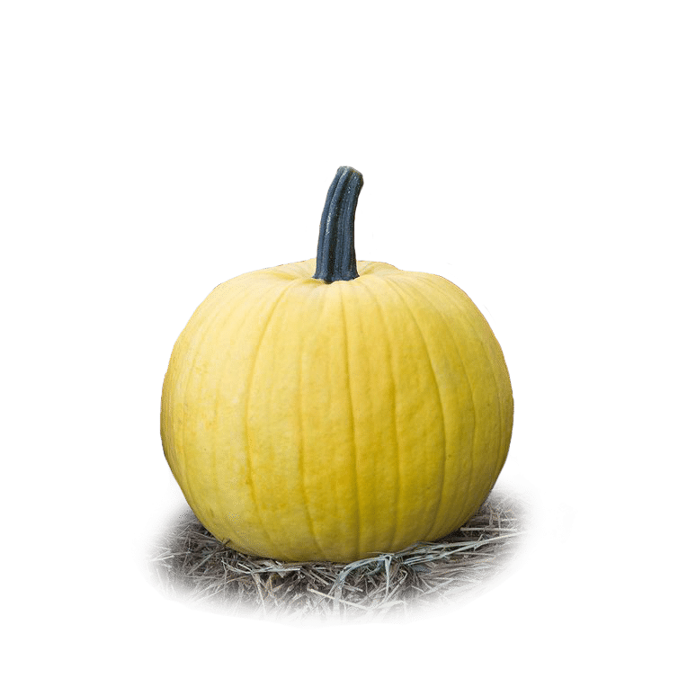 Mellow Yellow Pumpkin (Farmore)