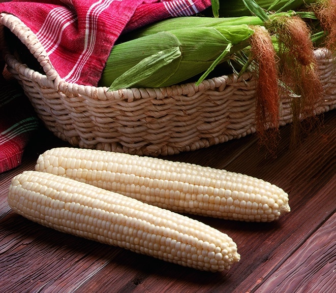 Milky Way Sweet Corn (Attribute) (Cruiser Treated)