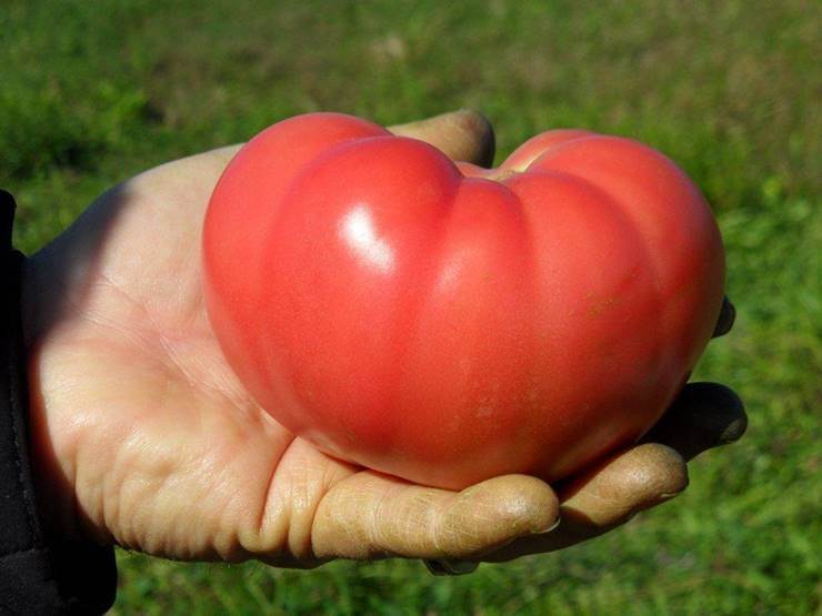 Mountain Rouge Tomato (Pelleted)