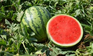Ocelot Watermelon (Not Treated)