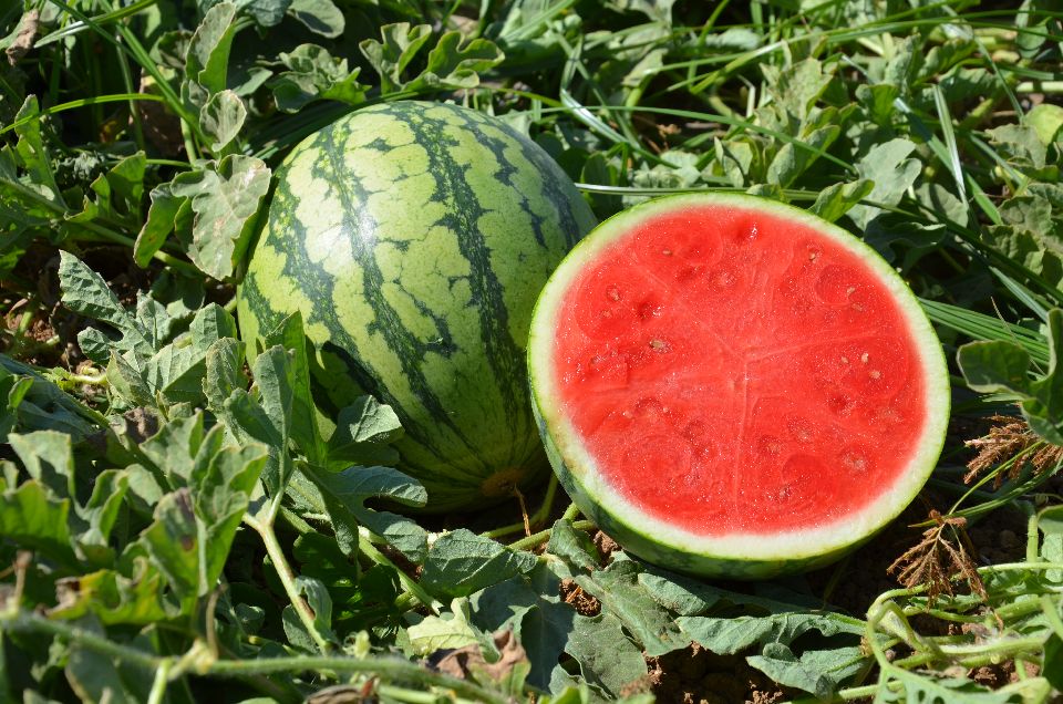 Ocelot Watermelon (Not Treated)