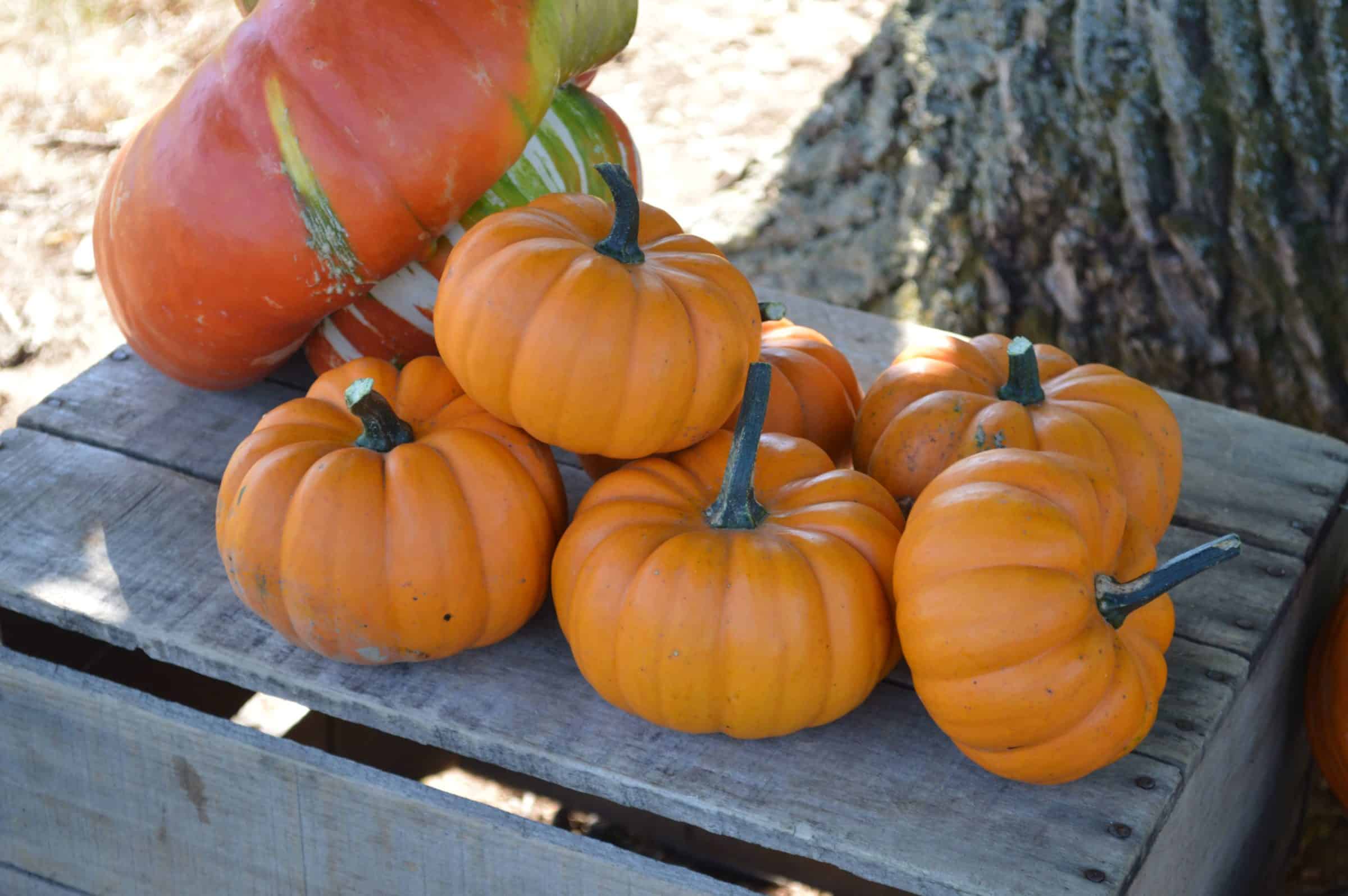 Orangita Pumpkin (Farmore treated)
