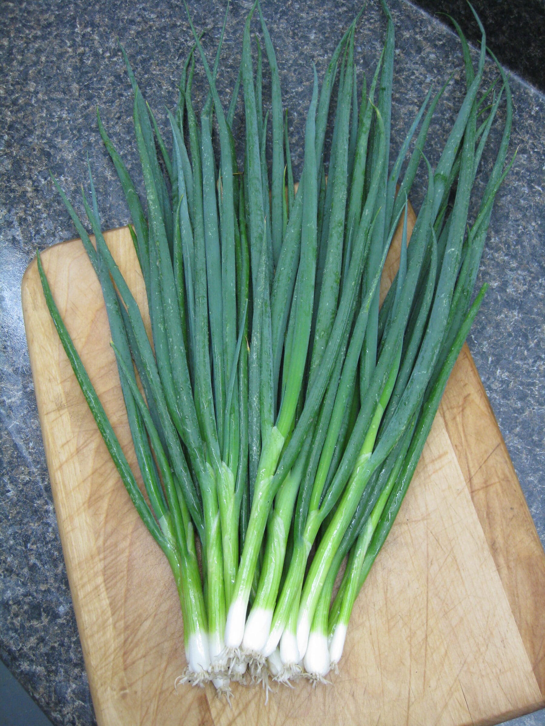 Performer Bunching Onion (Treated Seed) - Image 3